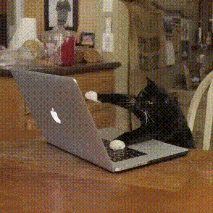 Cat The Hacker